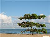Carolina Beach - CAROLINA